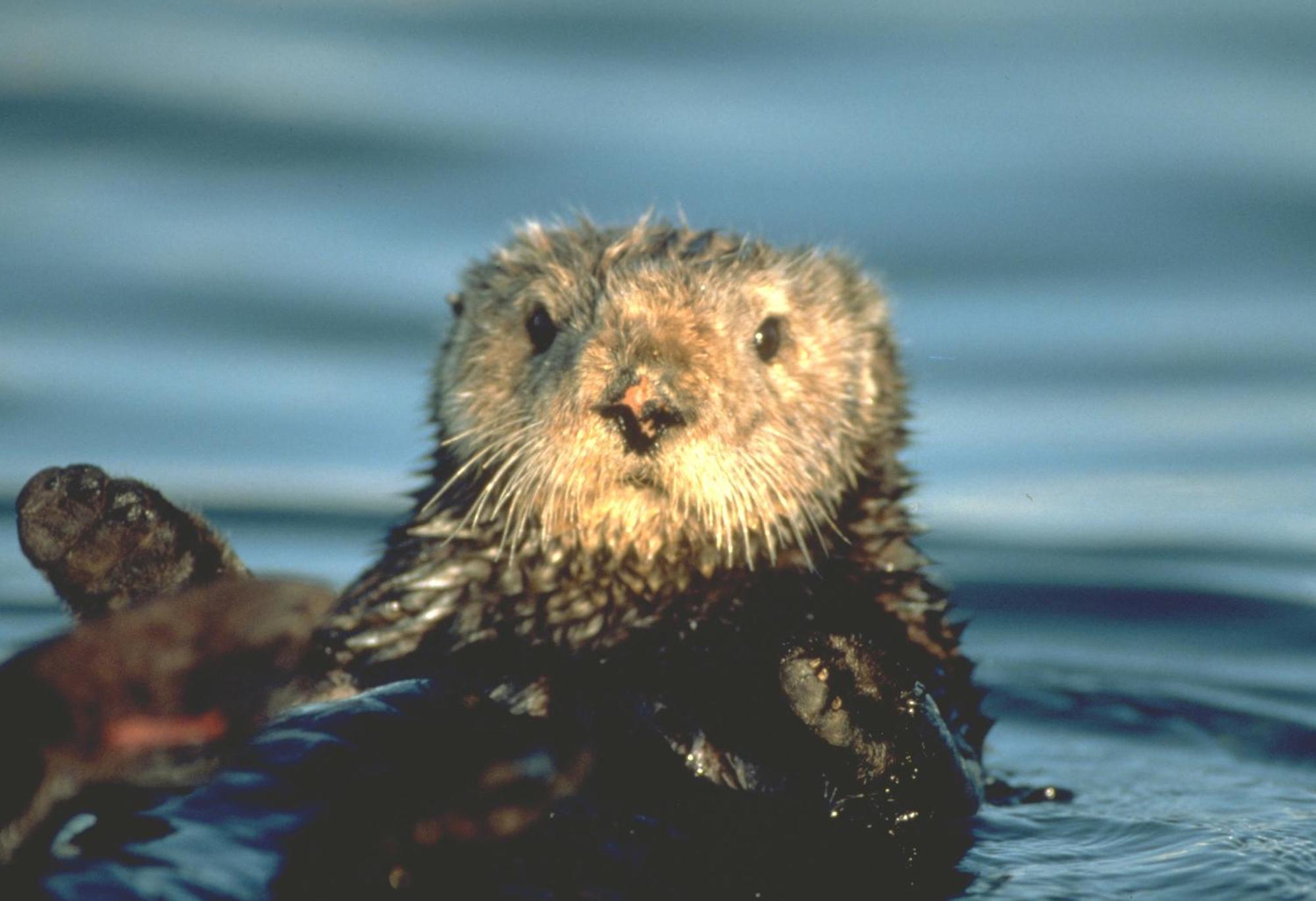 Monterey Bay Inn Eksteriør billede